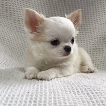 チワワ(ロング)【徳島県・男の子・2019年6月19日・クリームホワイト】の写真「めちゃカワboy❣️」