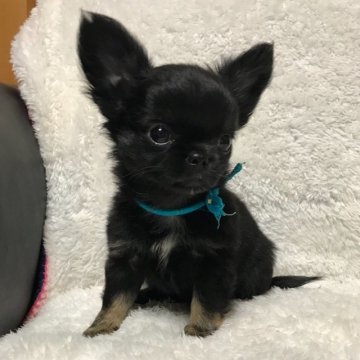 チワワ(ロング)【徳島県・男の子・2018年11月9日・ブラック&ホワイト(ソリッド系)】の写真「奇跡の8頭❣️」