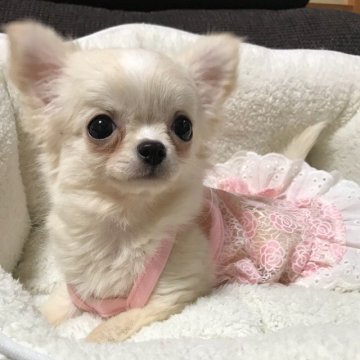 チワワ(ロング)【徳島県・女の子・2017年12月30日・クリームホワイト】の写真「愛嬌抜群❣️」