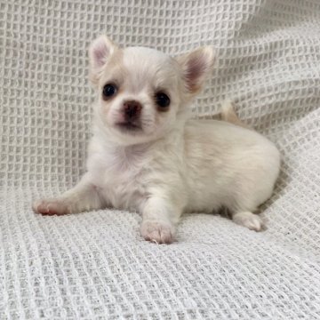 チワワ(ロング)【徳島県・女の子・2019年7月4日・クリームホワイト】の写真「めちゃカワレディー❣️」