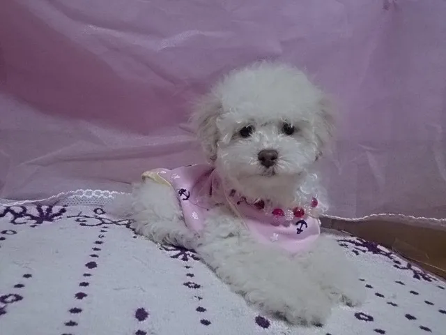 ID：1402-00449の子犬
