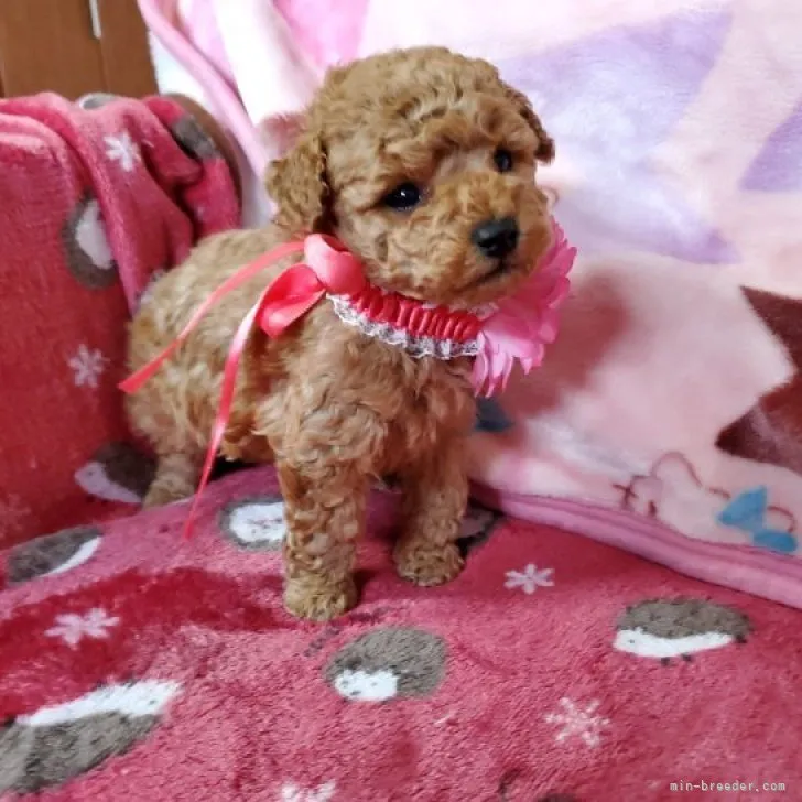 ID：2301-00493の子犬