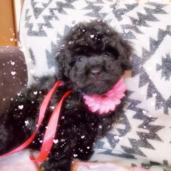 ID：2004-02770の子犬