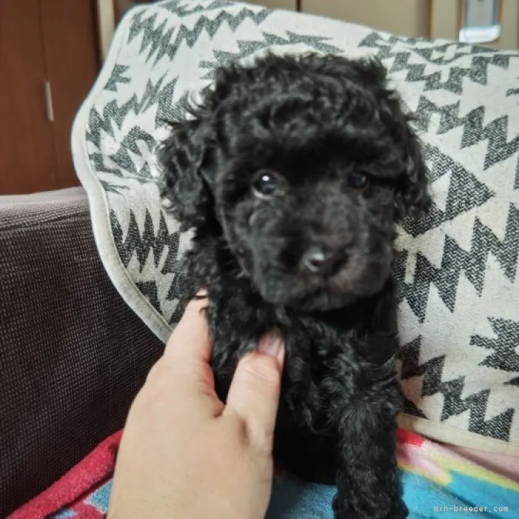 ID：2308-04721の子犬