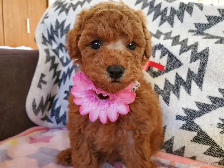 ID：2109-02184の子犬