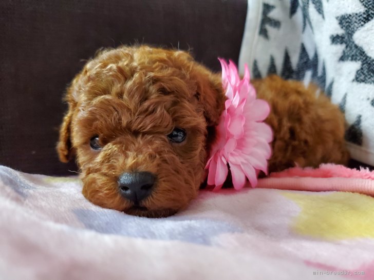 タイニープードル【・女の子・2020年6月10日・レッド】