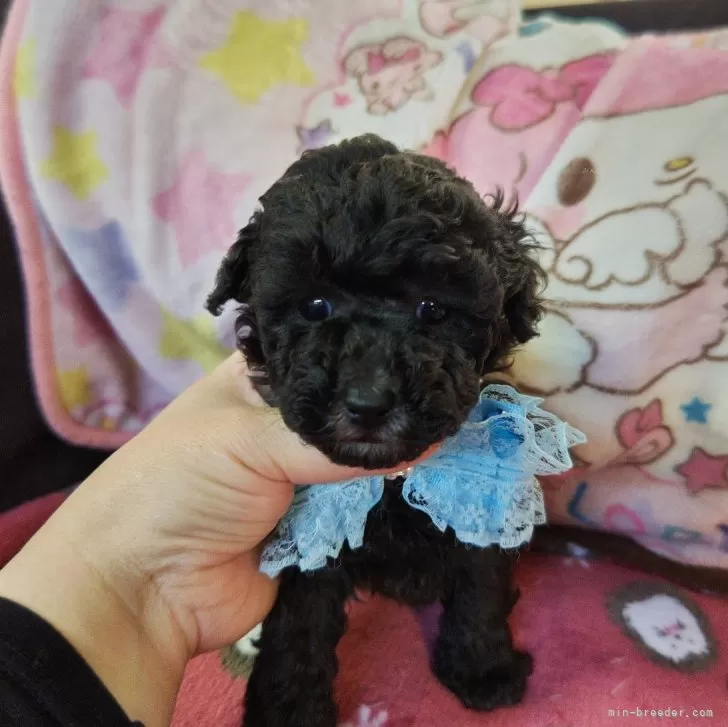 ID：2403-06377の子犬