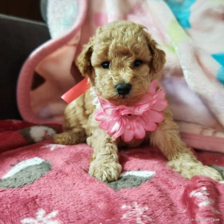 ID：2308-01012の子犬