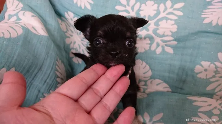 ID：1905-02672の子犬