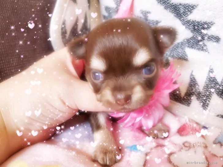 ID:2007-02022の子犬