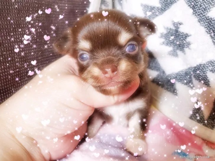 ID:2007-02023の子犬