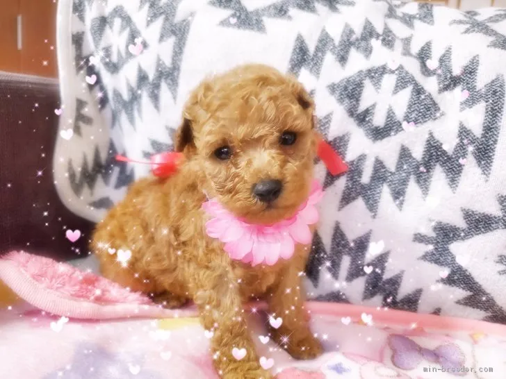 ID：2007-01166の子犬