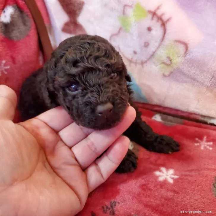 トム 様のお迎えした子犬
