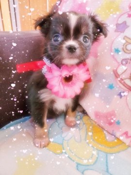 チワワ(ロング)【宮崎県・女の子・2020年9月28日・ブラックホワイト】の写真「とっても可愛いですよ❤️」