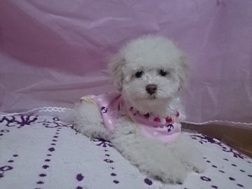 トイプードル(タイニー)【宮崎県・男の子・2014年2月9日・クリーム】の写真「お安くしました。」