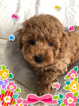 トイプードル(トイ)【宮崎県・女の子・2019年9月4日・レッド】の写真「とっても可愛いですよ❤️」