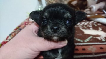 チワワ(ロング)【宮崎県・女の子・2018年1月4日・ブラックタン&ホワイト】の写真「とっても可愛いですよ❗😄」