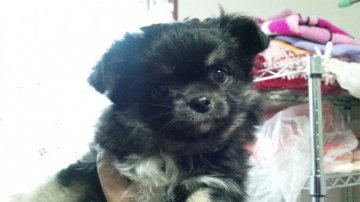 チワワ(ロング)【宮崎県・女の子・2013年10月20日・ブラック&ホワイト】の写真「とても良い血統です。」