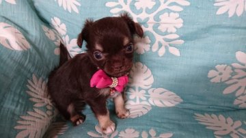 チワワ(ロング)【宮崎県・男の子・2019年4月25日・チョコタン】の写真「とっても可愛いですよ😃」