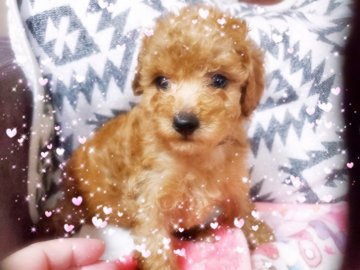 トイプードル(タイニー)【宮崎県・女の子・2021年7月25日・レッド】の写真「とっても可愛いですよ❤️」