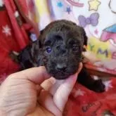 トイプードル(トイ)【宮崎県・男の子・2022年11月27日・ブラック】の写真1