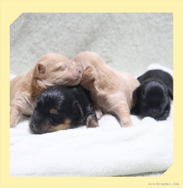 小林直樹ブリーダーのブログ：●可愛い4兄妹🐶●