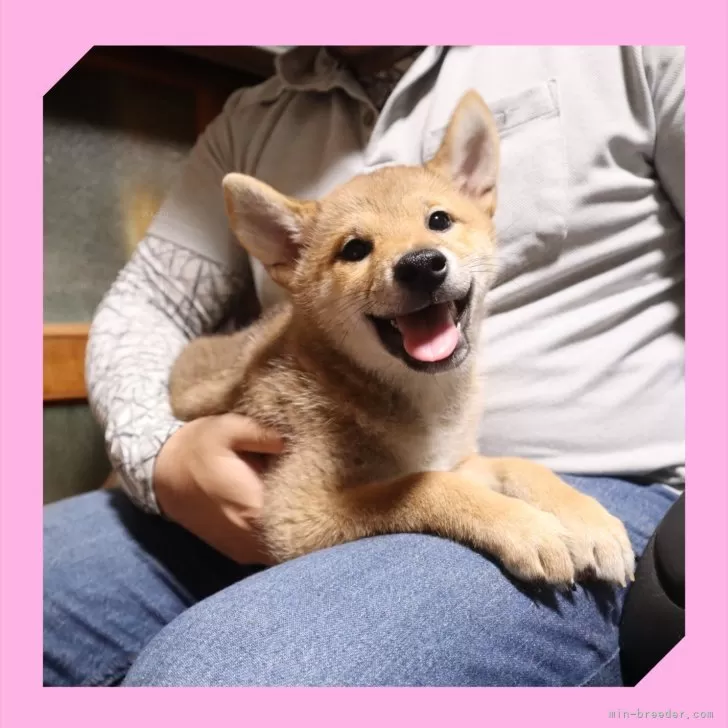 ID：2506-07552の子犬