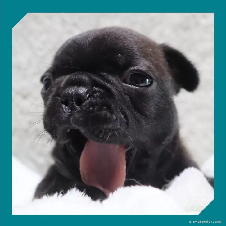 M.A 様のお迎えした子犬