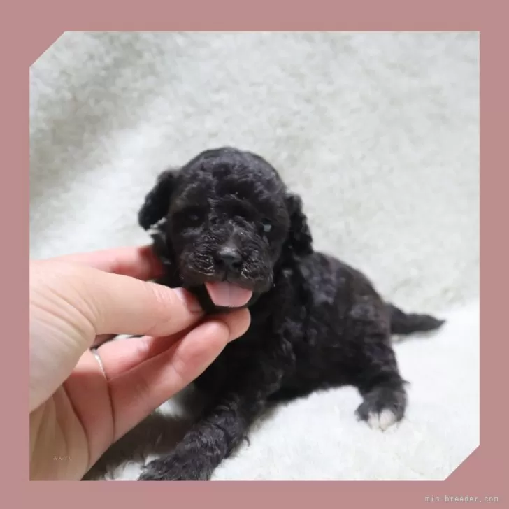 ID：2505-07662の子犬