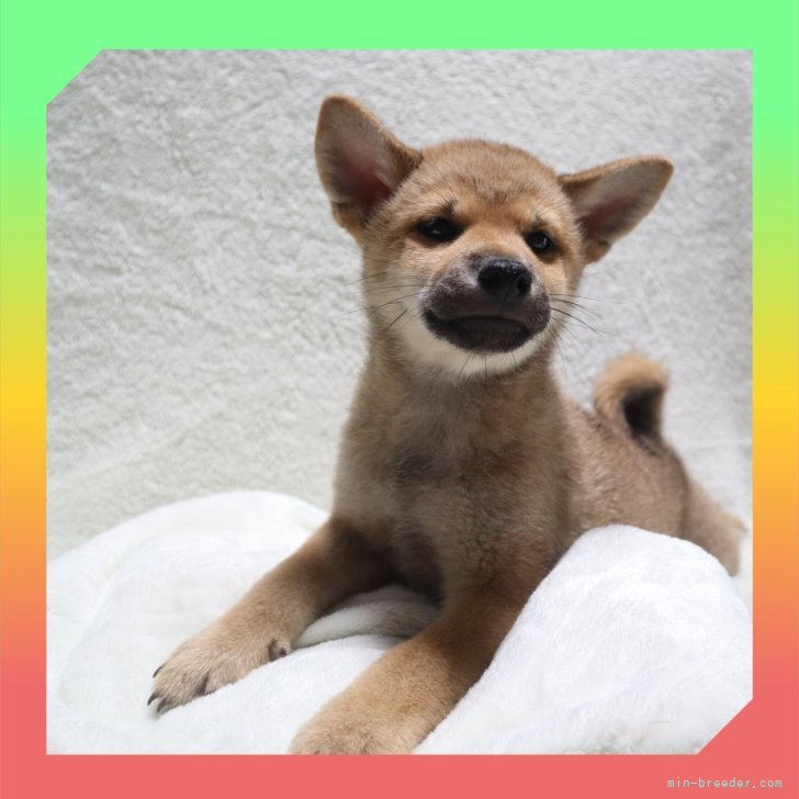 ブリーダー画像