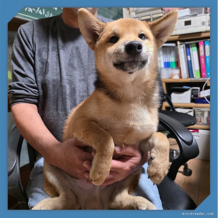 ブリーダー画像