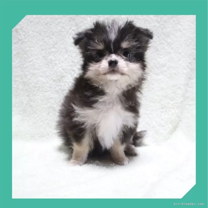 ID：2409-07335の子犬
