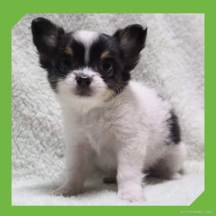 O.K 様のお迎えした子犬