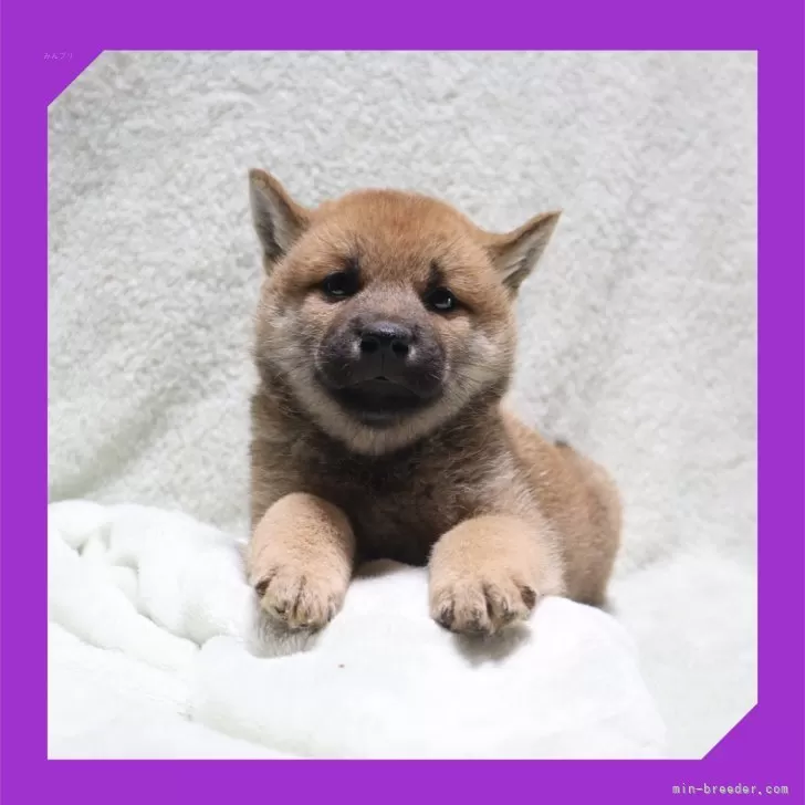 ID：2508-06140の子犬