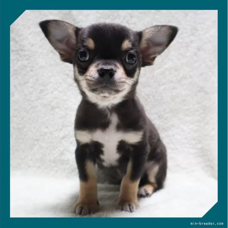 チワワ(スムース)【岡山県・男の子・2025年9月29日・ブラックタン&amp;ホワイト】の写真1