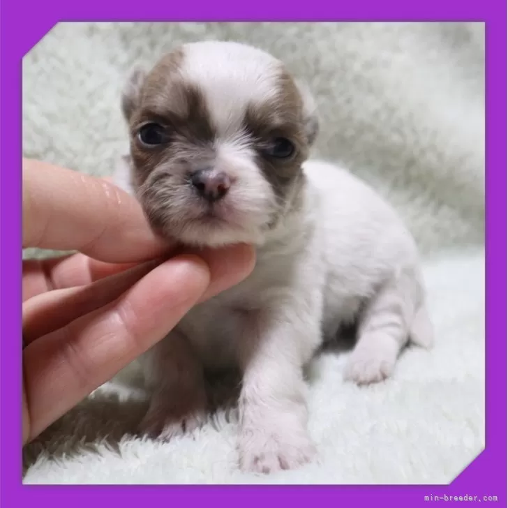 チワワ(ロング)【岡山県・男の子・2025年10月27日・ホワイト&amp;レッド】の写真1