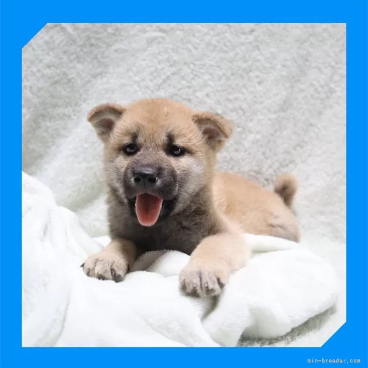 柴犬(標準サイズ)【岡山県・男の子・2025年7月25日・赤】の写真1