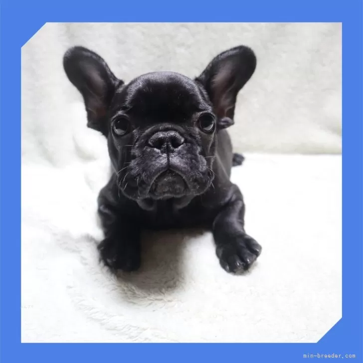 ID：2503-03745の子犬