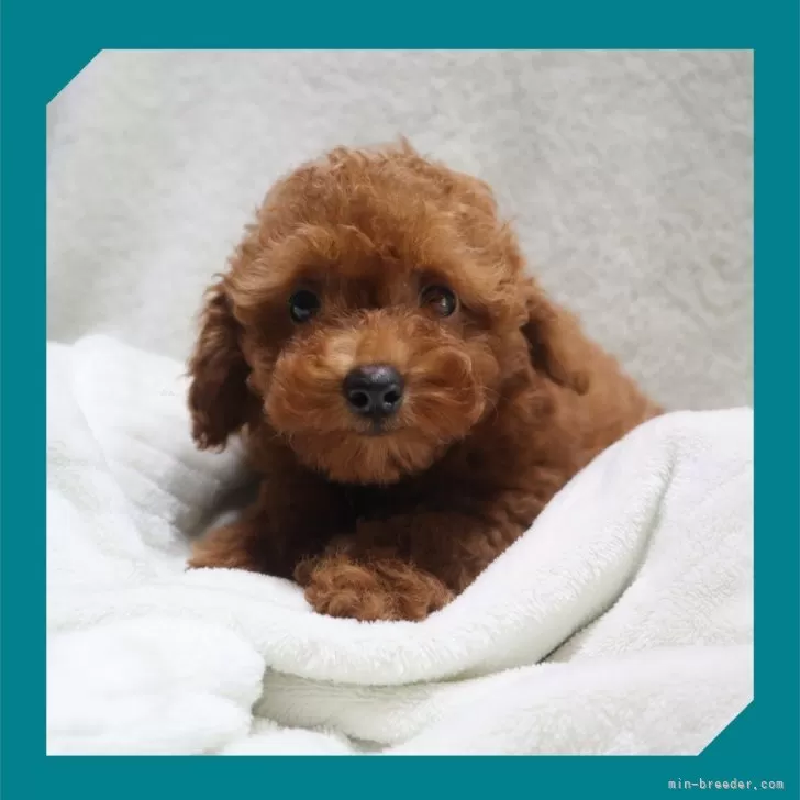 A 様のお迎えした子犬