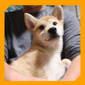 柴犬(標準サイズ)【岡山県・女の子・2025年6月8日・赤】の写真「●10月23日撮影●」