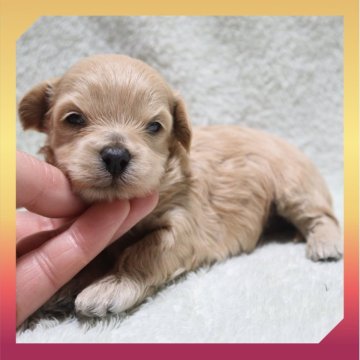 ●まるぷー●(マルチーズ×トイプードル)【岡山県・女の子・2025年11月20日・クリーム】の写真「●12月11日撮影●」