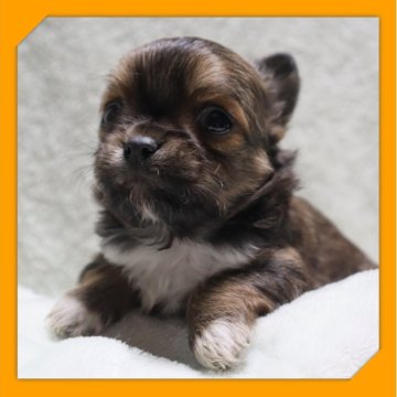 チワワ(ロング)【岡山県・男の子・2025年10月27日・レッド&ホワイト】の写真「●11月27日撮影●」