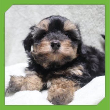 ●ちわぷー●(トイプードル×チワワ)【岡山県・男の子・2025年9月27日・ブラックタン】の写真「●11月27日撮影●」