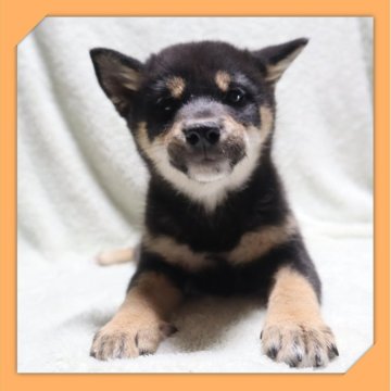 柴犬(標準サイズ)【岡山県・女の子・2025年8月16日・黒】の写真「●11月20日撮影●」