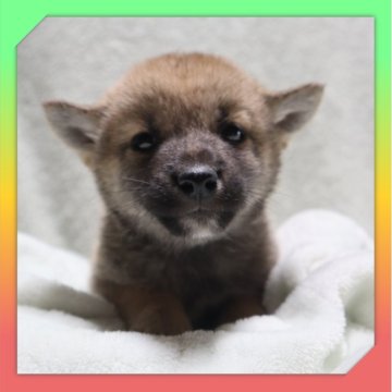 柴犬(標準サイズ)【岡山県・女の子・2025年9月29日・赤】の写真「●11月14日撮影●」