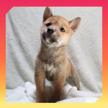 柴犬(標準サイズ)【岡山県・女の子・2025年8月24日・赤】の写真「●10月30日撮影●」