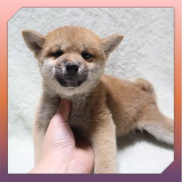 柴犬(標準サイズ)【岡山県・女の子・2025年9月17日・赤】の写真「●11月20日撮影●」