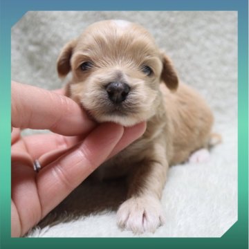 ●まるぷー●(マルチーズ×トイプードル)【岡山県・男の子・2025年11月20日・クリーム】の写真「●12月11日撮影●」