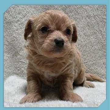 ●ちわぷー●(トイプードル×チワワ)【岡山県・男の子・2025年9月27日・クリーム】の写真「●11月06日撮影●」