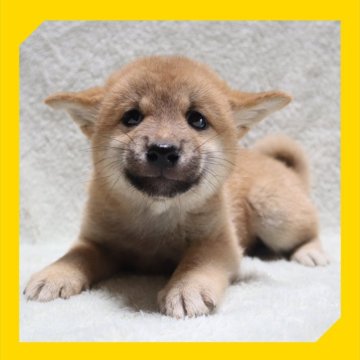柴犬(標準サイズ)【岡山県・女の子・2025年7月25日・赤】の写真「●09月18日撮影●」